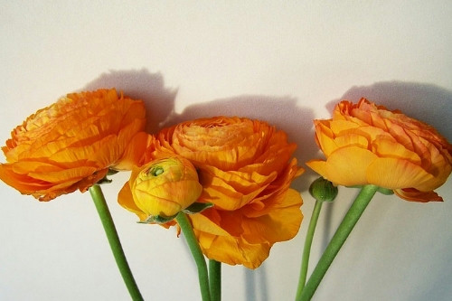 花卉采購APP開發的功能及其優勢(圖3)