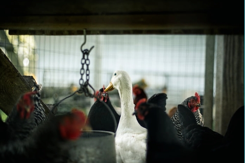 關于家禽養殖APP開發的特點(圖1)