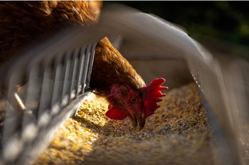 關于家禽養殖APP開發的特點(圖2)