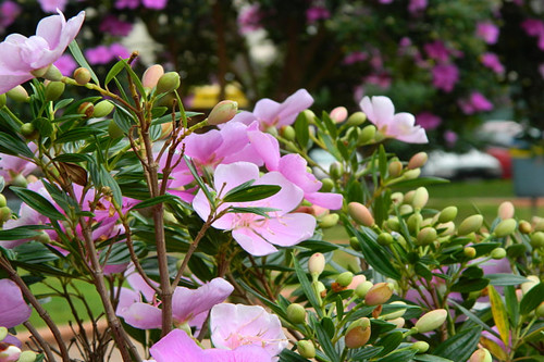 德州花卉園藝種植小程序開發(fā)功能模塊(圖2)